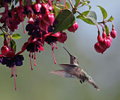 Positiver la vie avec Fun le colibri